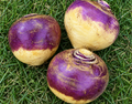 Laurentian Rutabaga Seeds
