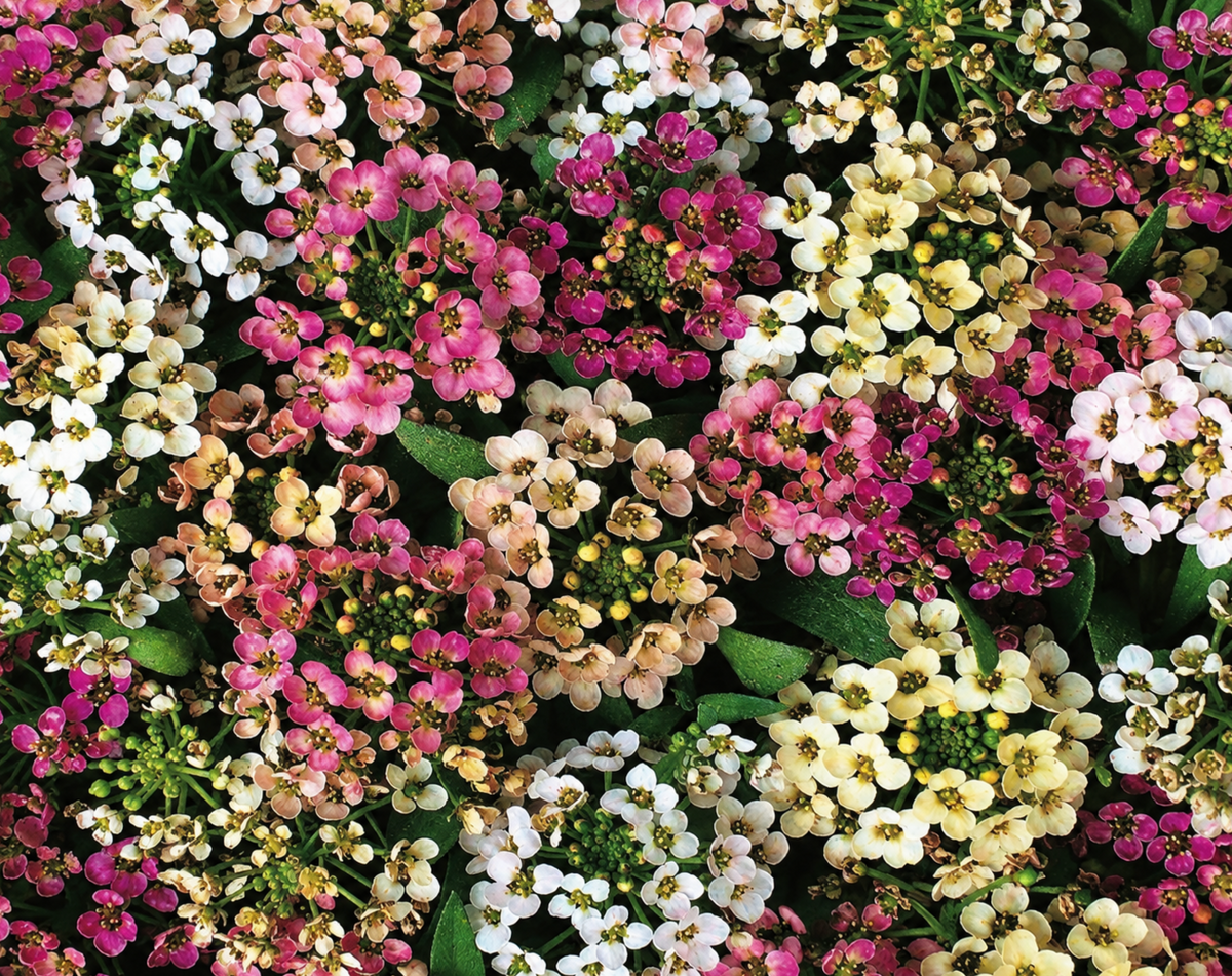 Aphrodite Mix Alyssum Seeds