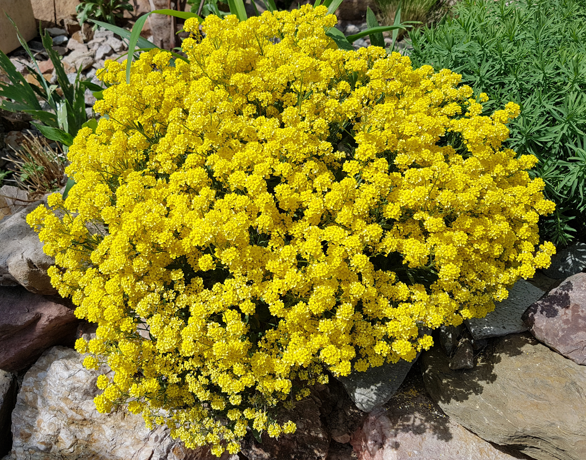 Basket of Gold Alyssum Seeds