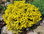 Basket of Gold Alyssum Seeds