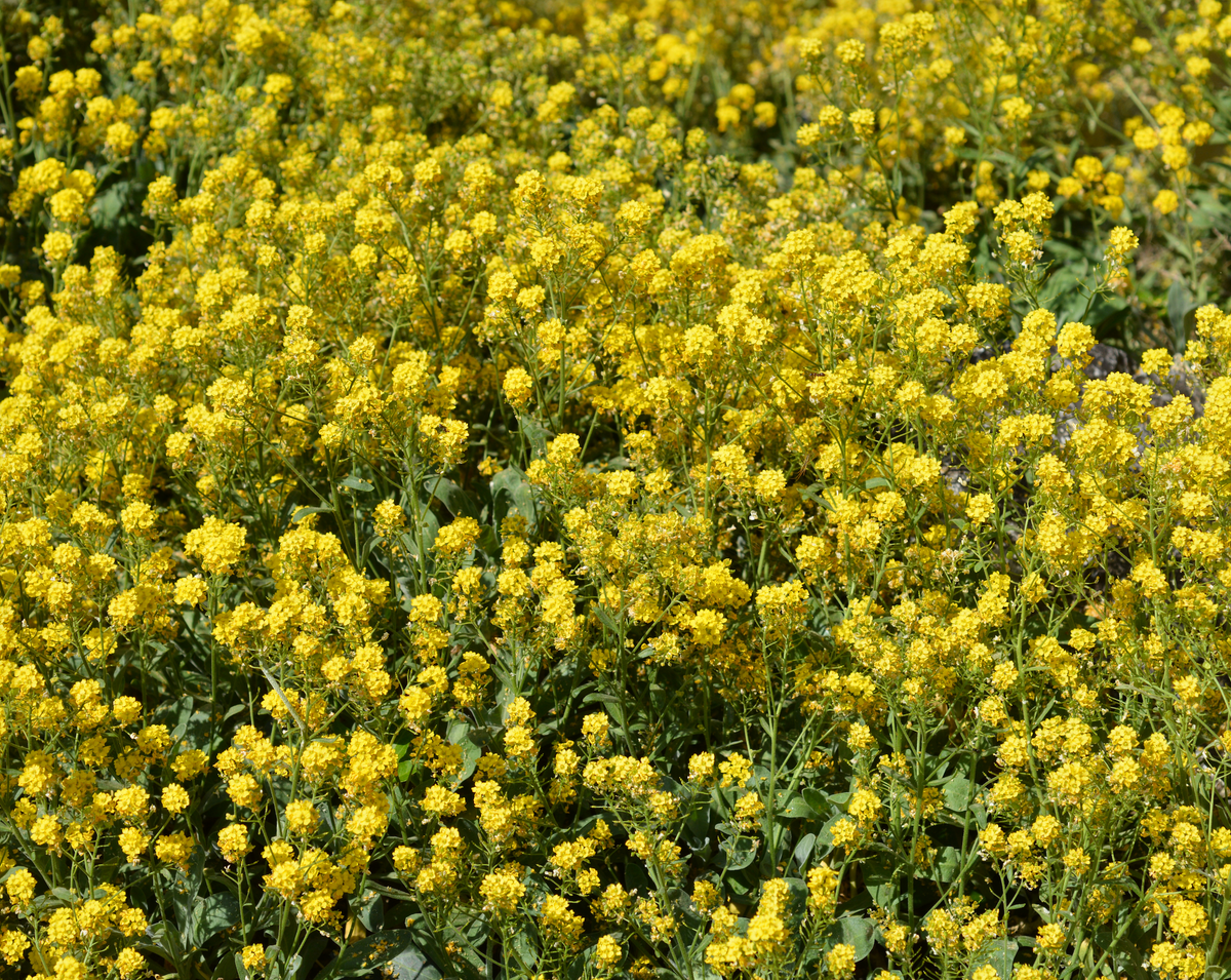 Basket of Gold Alyssum Seeds