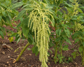 Green Tails Amaranth Seeds