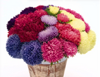 Gala Mix Aster Seeds