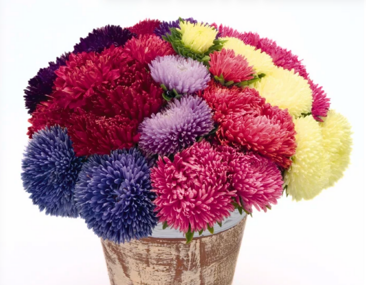 Gala Mix Aster Seeds