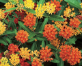 Silky Formula Mix Asclepias Seeds