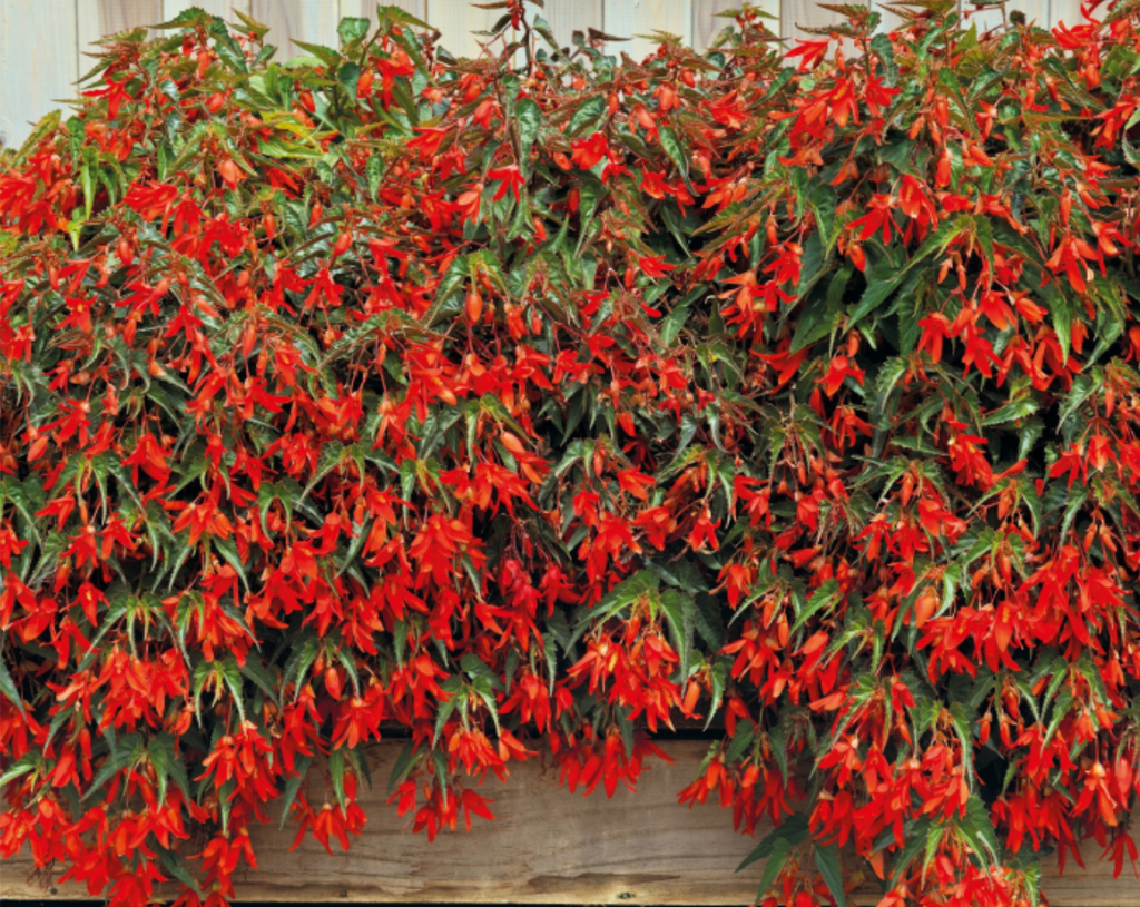 Santa Cruz Sunset Begonia Seeds