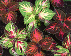 Multicolor Rainbow Mix Coleus Seeds