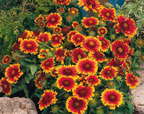 Arizona Sun Gaillardia Seeds