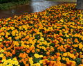 Hot Pak Mix Marigold Seeds