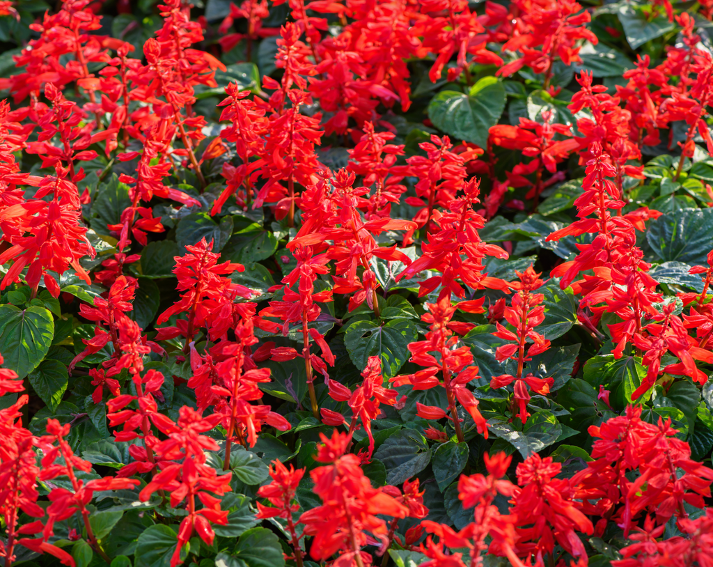 Flare Salvia Seeds