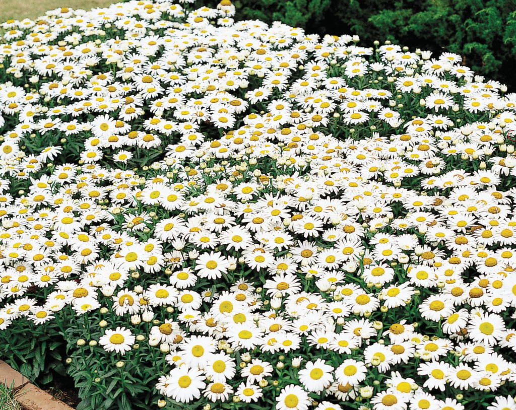 Snow Lady Shasta Daisy Seeds
