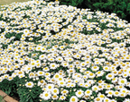 Snow Lady Shasta Daisy Seeds