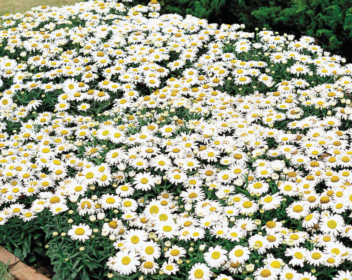 Snow Lady Shasta Daisy Seeds