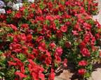Shock Wave® Red Spreading Petunia Seeds