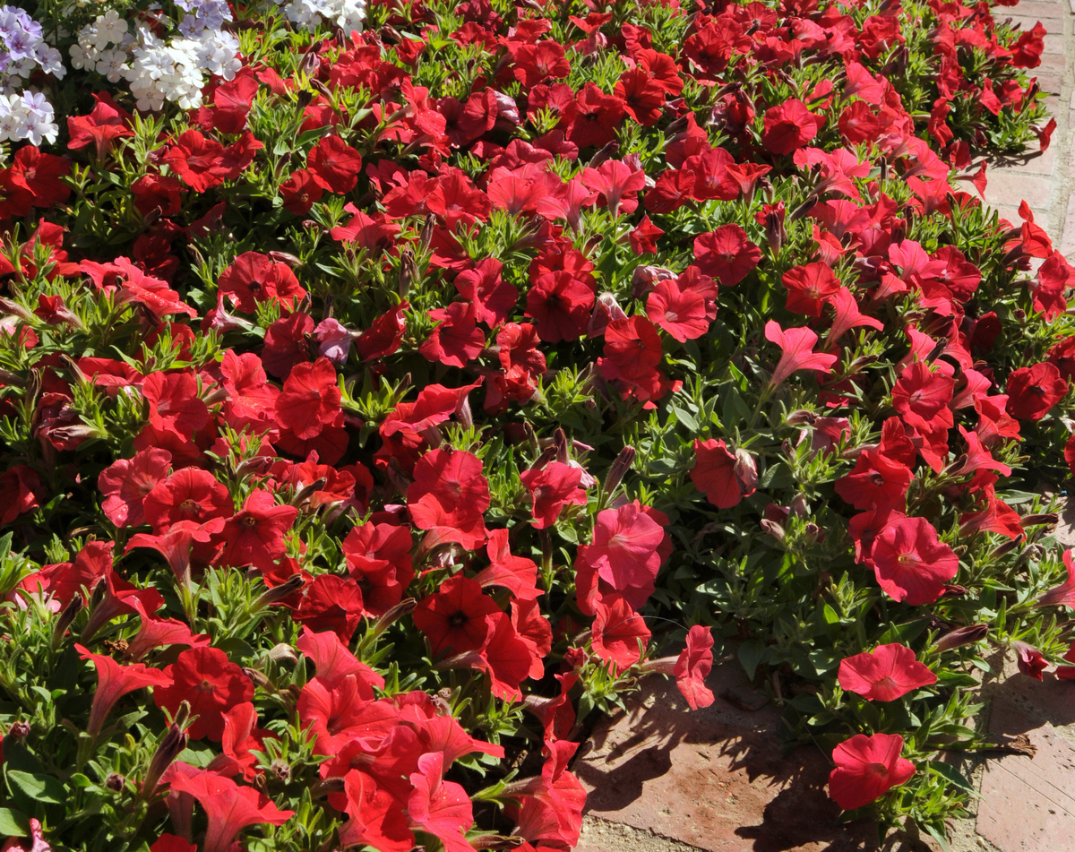 Shock Wave® Red Spreading Petunia Seeds