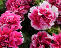 Pirouette Rose Double Grandiflora Hybrid Petunia Seeds