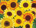 Music Box Mix Sunflower Seeds