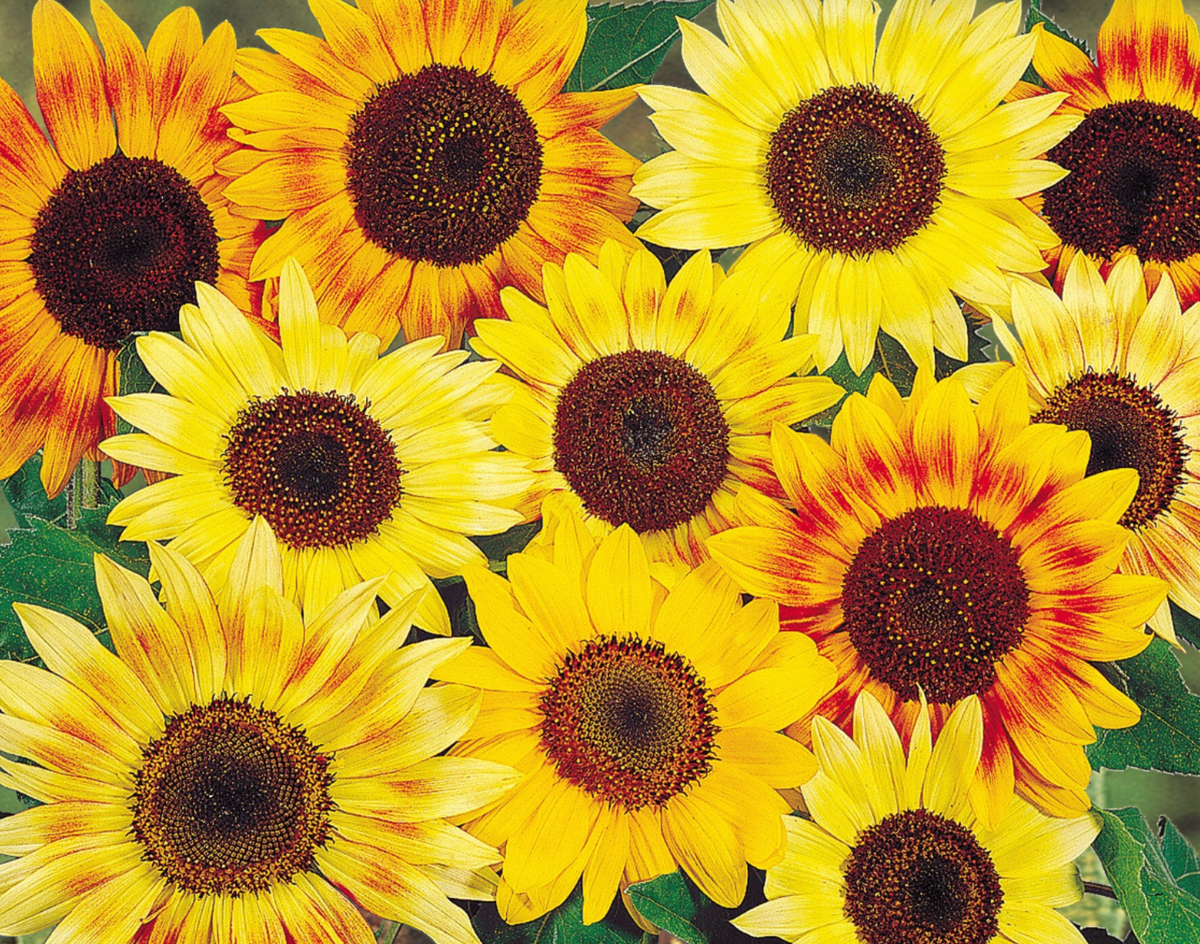 Music Box Mix Sunflower Seeds