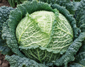 Savoy Perfection Cabbage Seeds