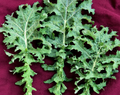 White Russian Kale Seeds