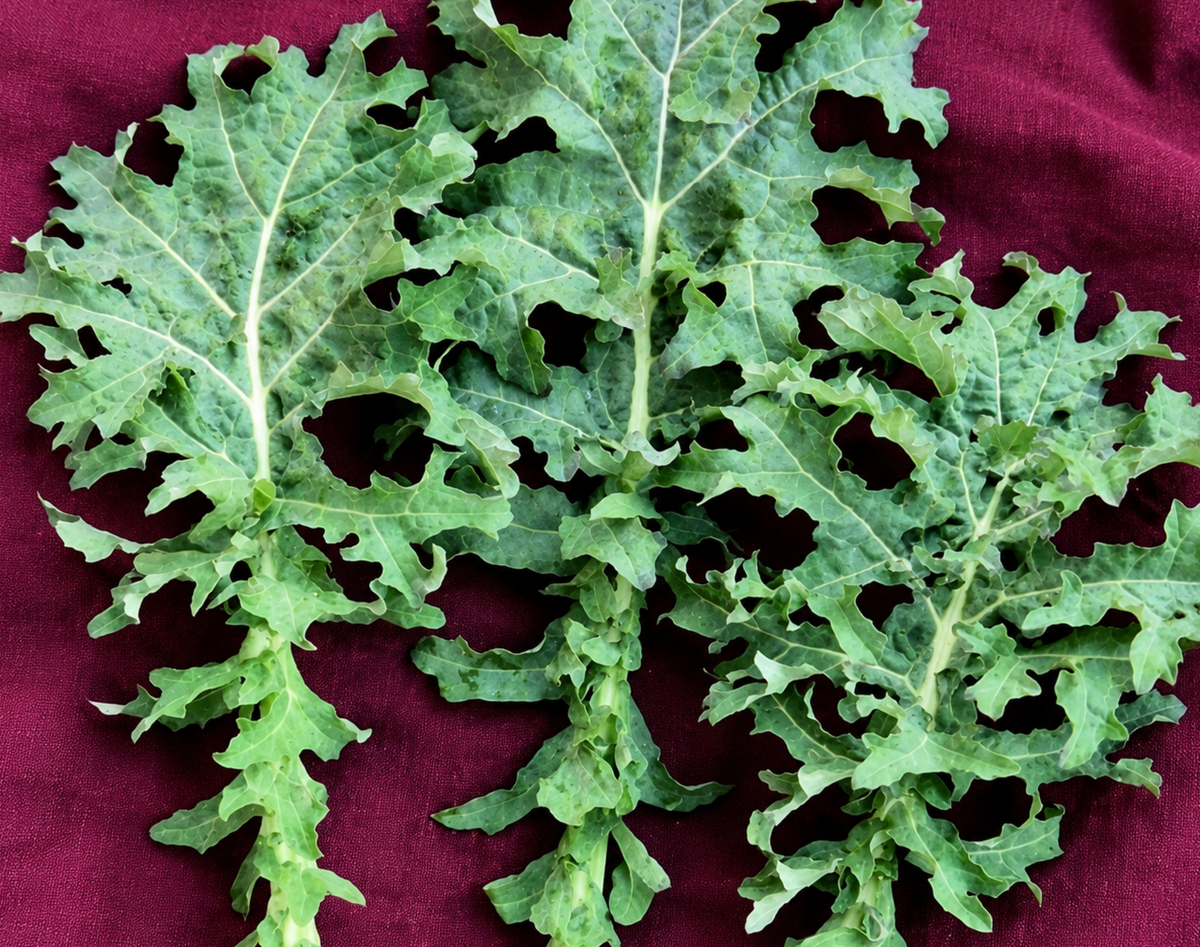White Russian Kale Seeds