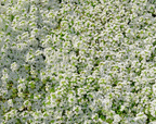 Carpet of Snow Alyssum Seeds