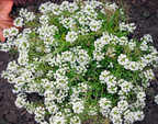Carpet of Snow Alyssum Seeds