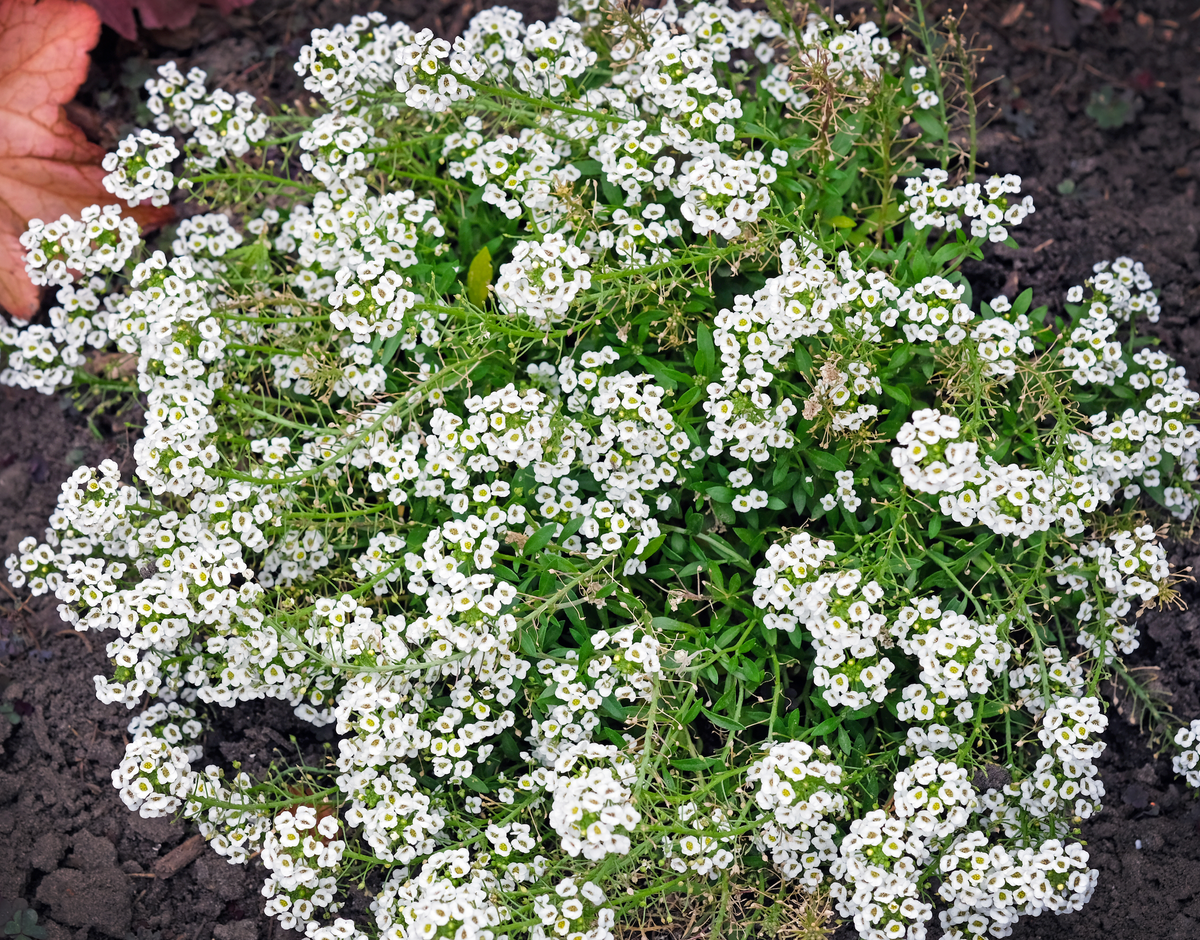 Carpet of Snow Alyssum Seeds