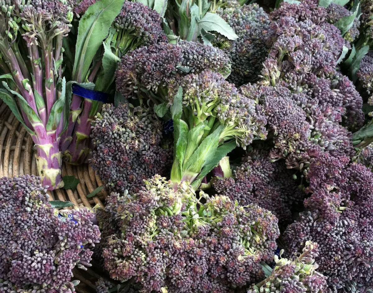 Early Purple Sprouting