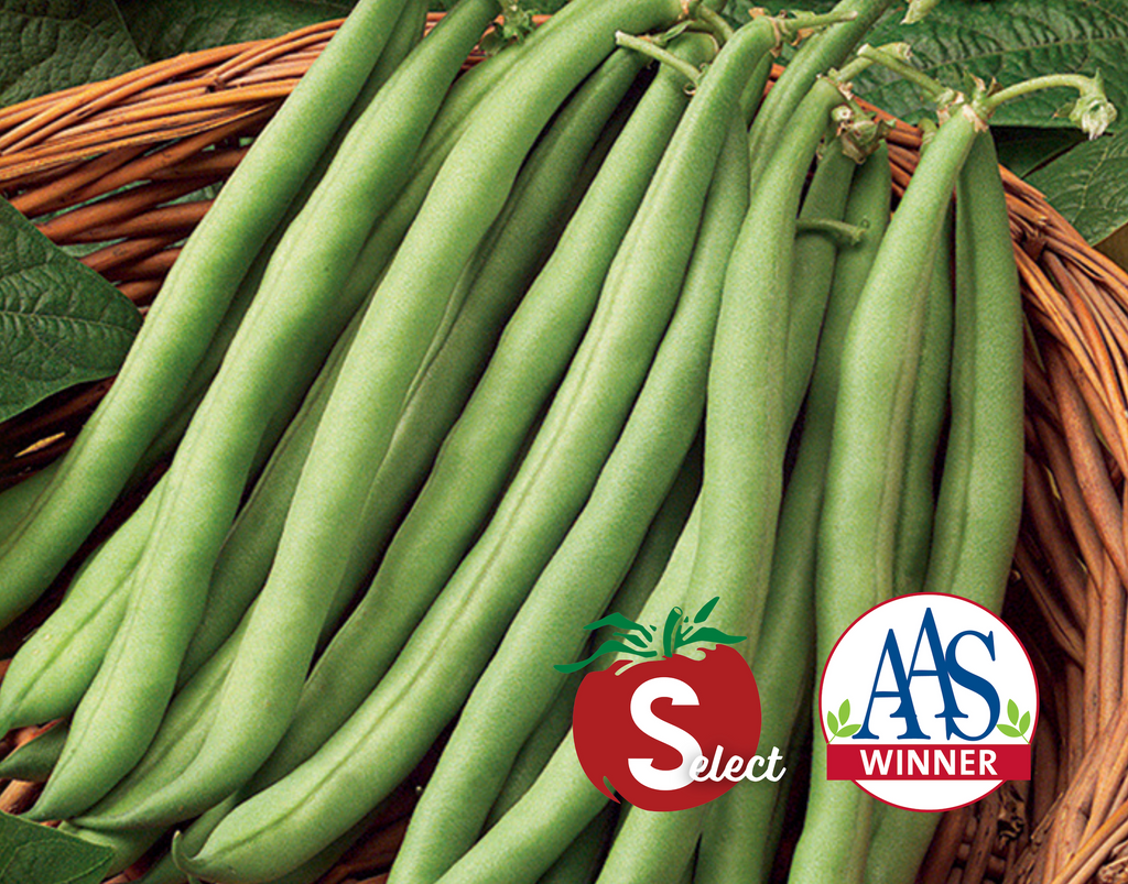 Stringless Blue Lake S-7 Bean Seeds