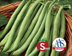 Stringless Blue Lake S-7 Bean Seeds