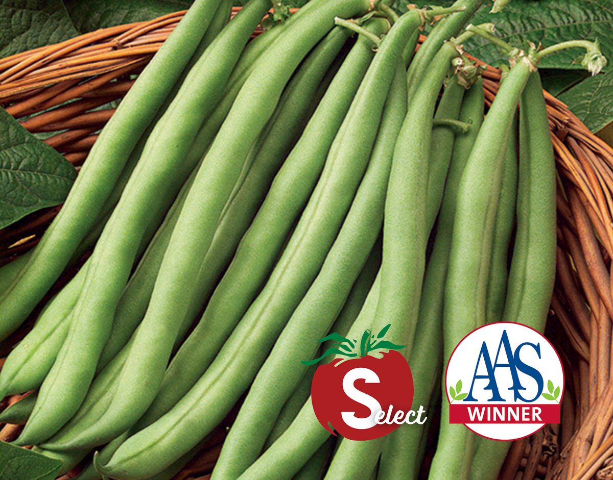 Stringless Blue Lake S-7 Bean Seeds
