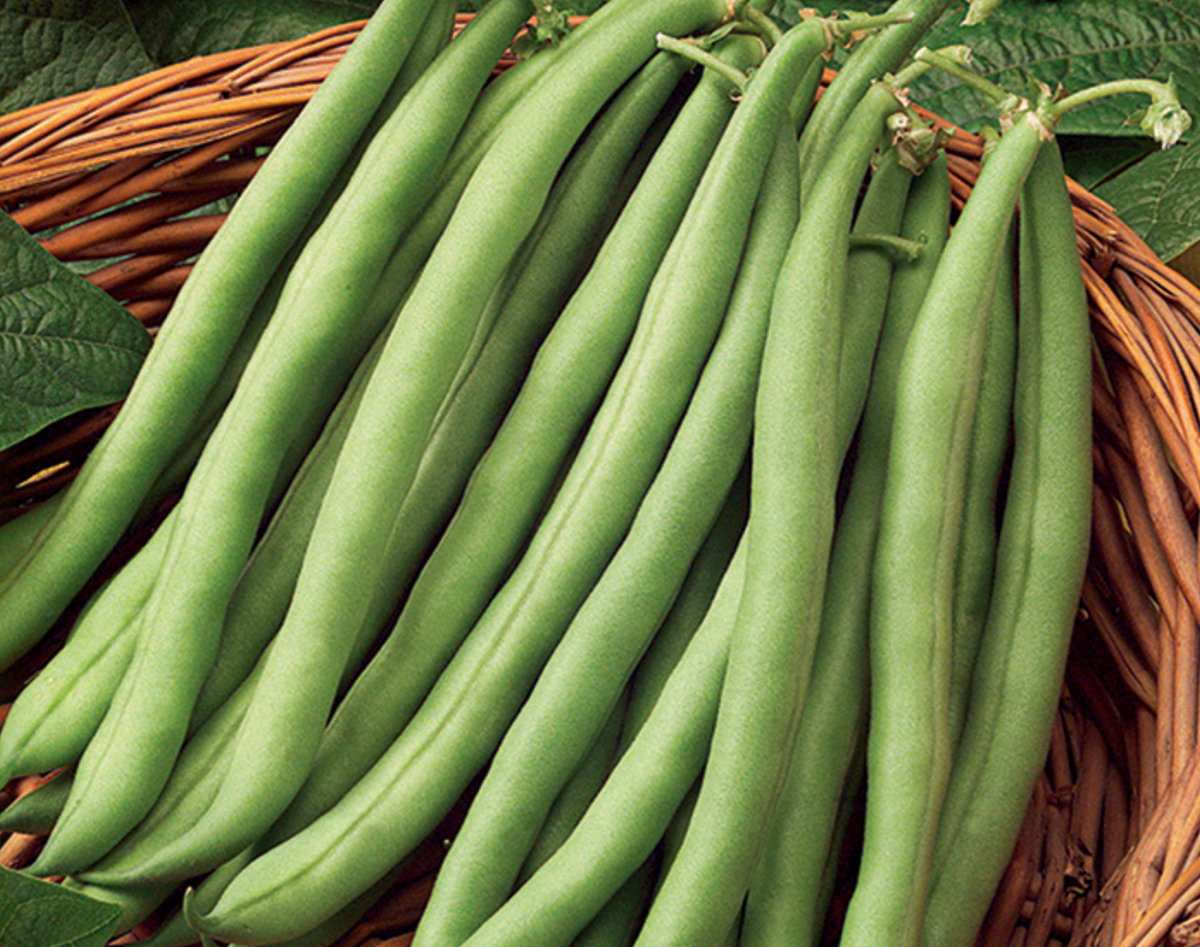 Stringless Blue Lake S-7 Bean Seeds