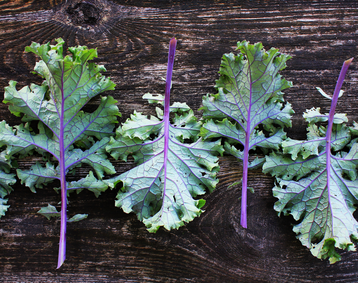 Red Russian Kale Seeds