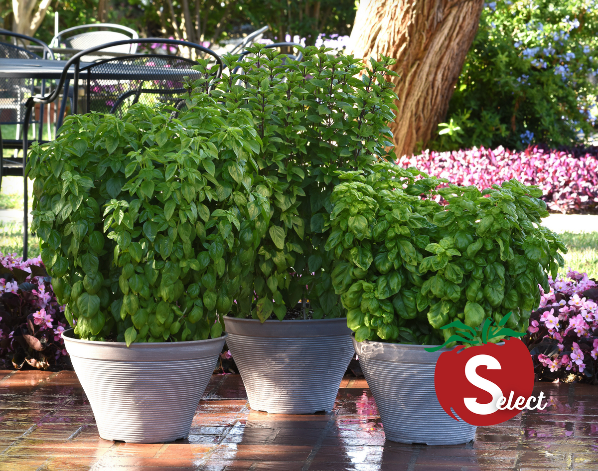 Everleaf Emerald Towers Basil Seeds