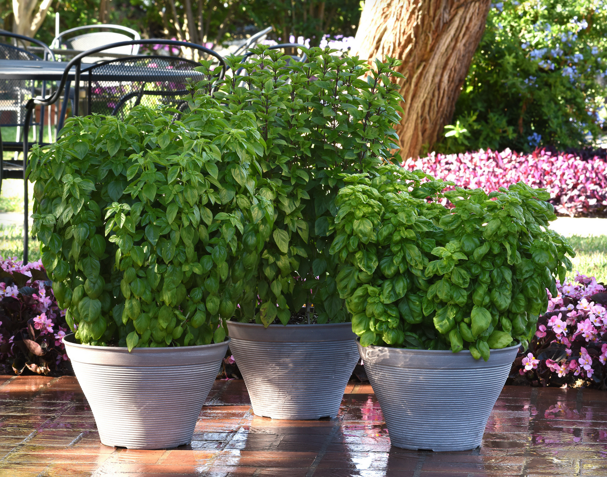 Everleaf Emerald Towers Basil Seeds
