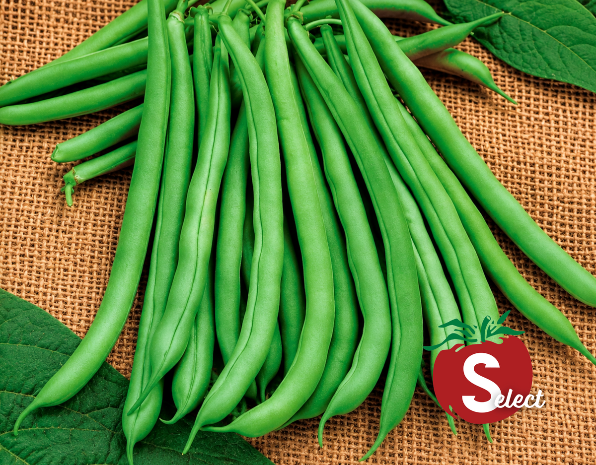 Blue Lake 274 Bean Seeds