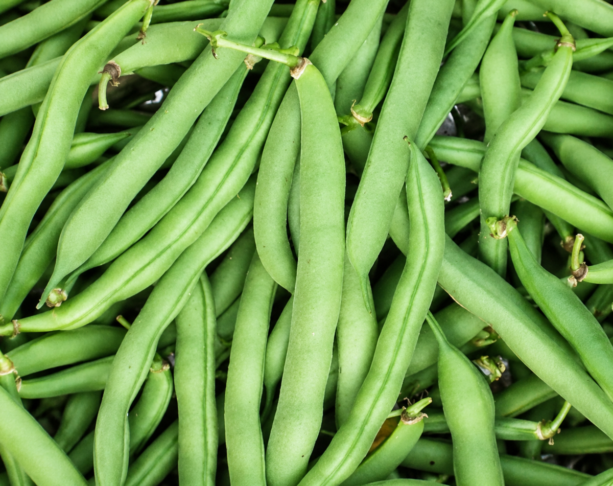 Tenderette Bean Seeds