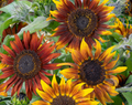Mardi Gras Blend Sunflower Seeds