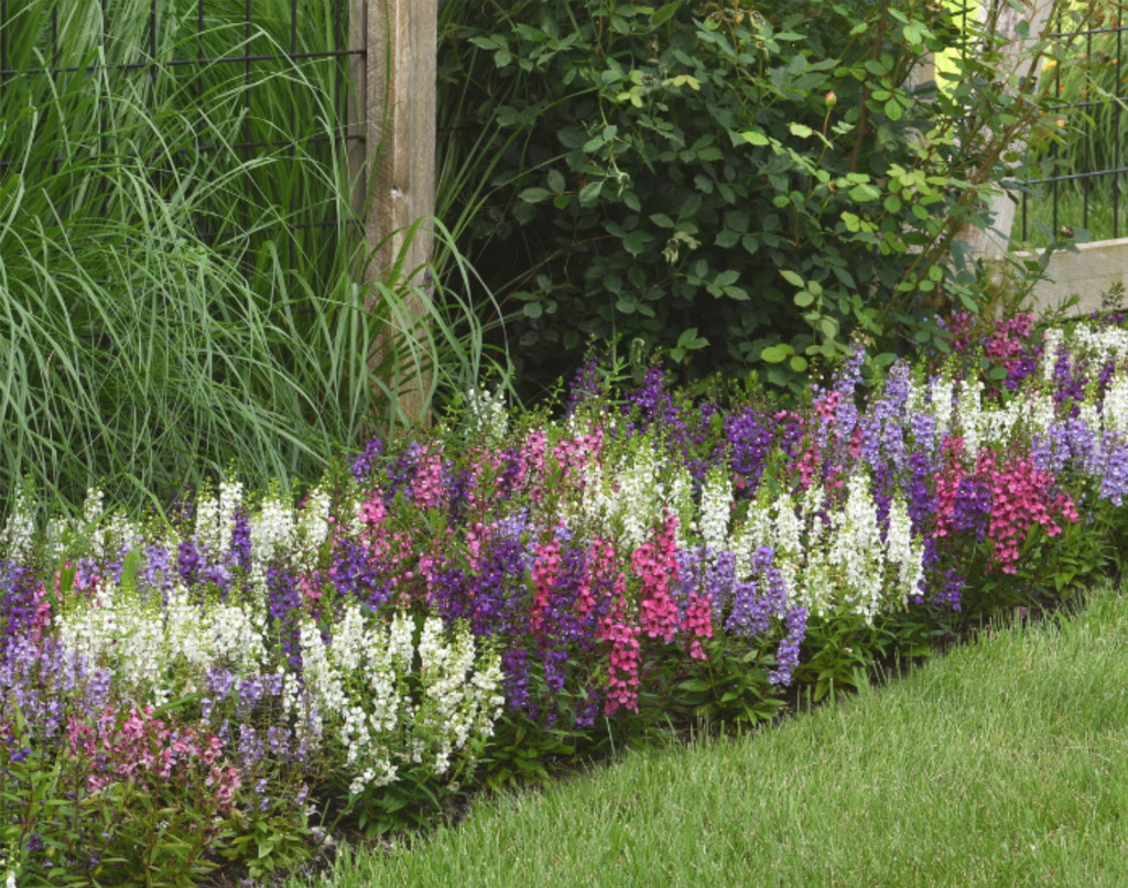 Serena Hybrid Mix Angelonia Seeds