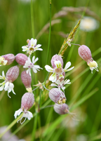 Sculpit (Silene inflata)