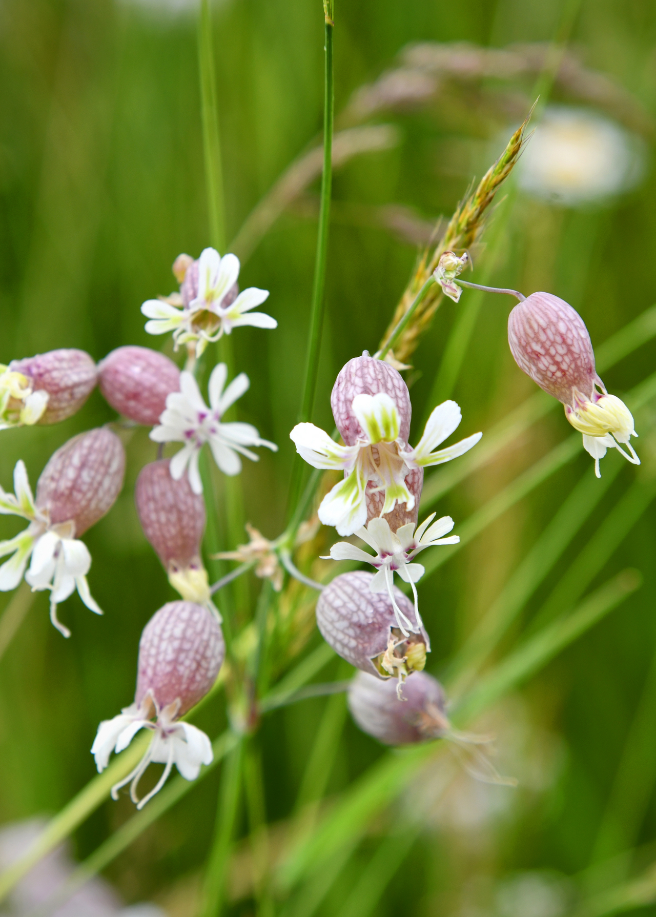 Sculpit (Silene inflata)