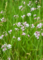 Sculpit (Silene inflata)