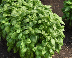 Everleaf Genovese Basil Seeds
