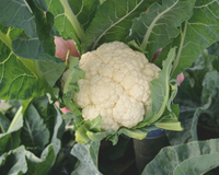 Amazing Cauliflower Seeds