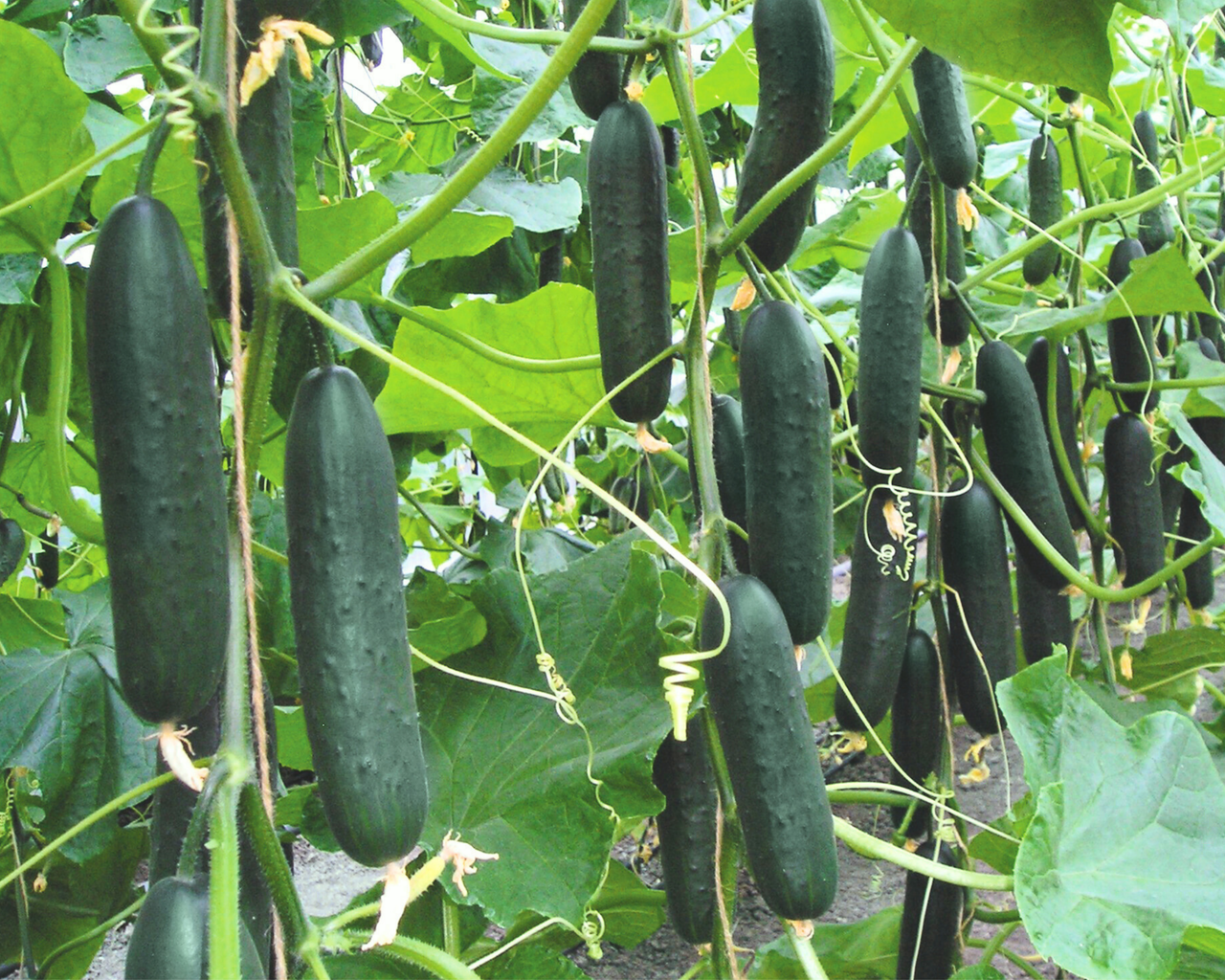 Lisboa Hybrid Cucumber Seeds