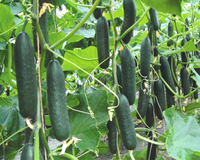 Lisboa Hybrid Cucumber Seeds