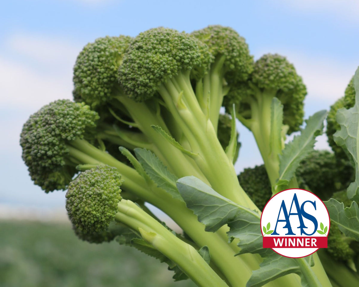 Skytree Hybrid Broccoli Seeds