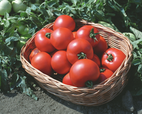 Polbig Hybrid Tomato Seeds
