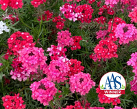 Sweetheart Kisses Verbena Seeds